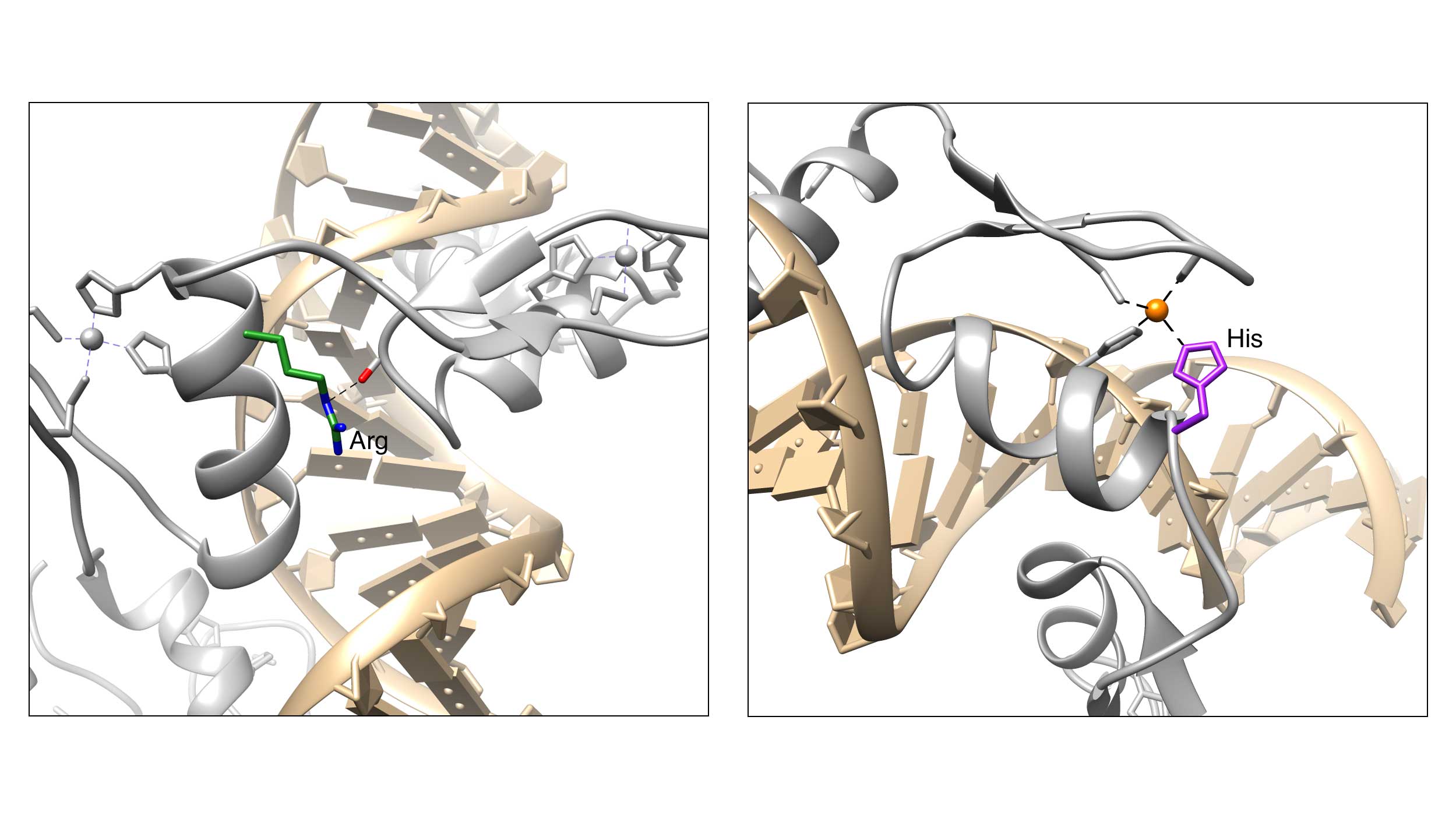 Image of proteins