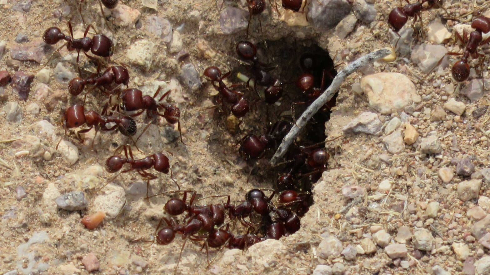 photo of ants