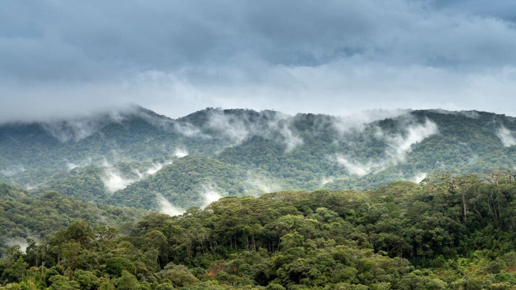 landscape with clouds and forest