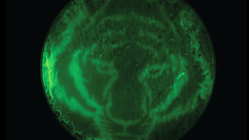 Glowing green image of a tiger face