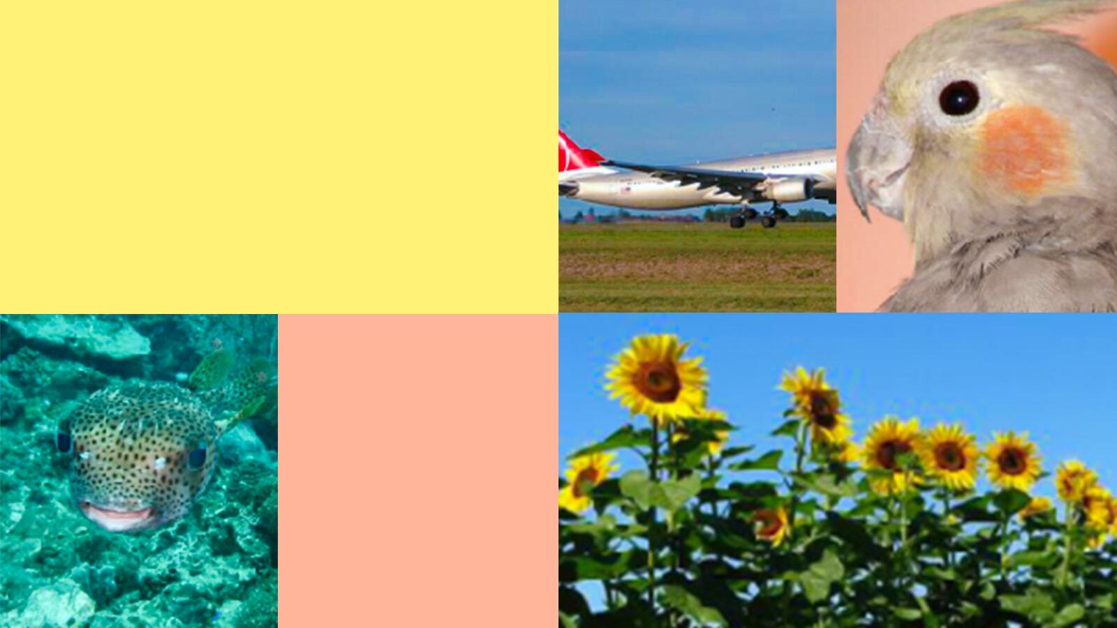 collage of pictures of: an airplane, a parrot, sunflowers, a fish