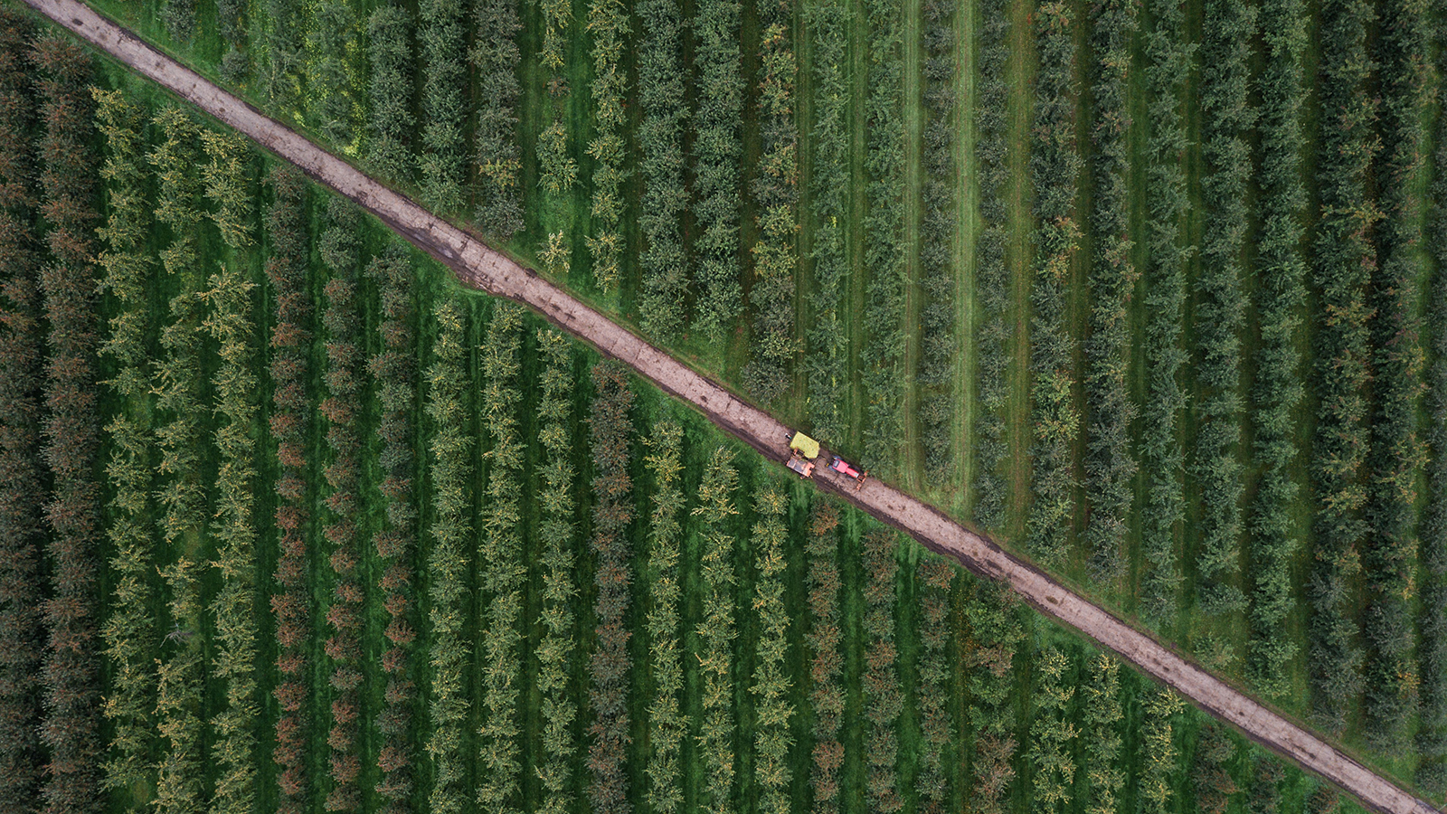 Farm vehicle traverses diagonal road cutting between sections of a tree farm, aerial view..