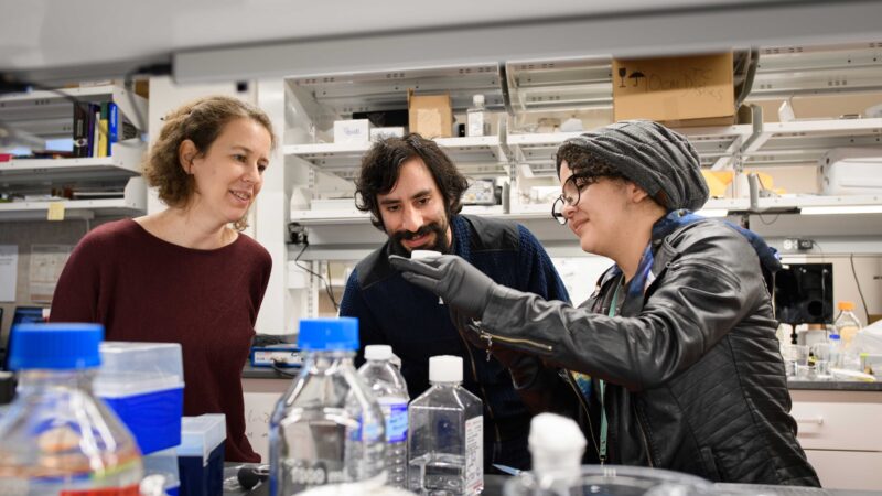 Three researchers examine a dish of cells in the laboratory