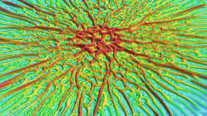 Multicolored starburst pattern of bacterial biofilm