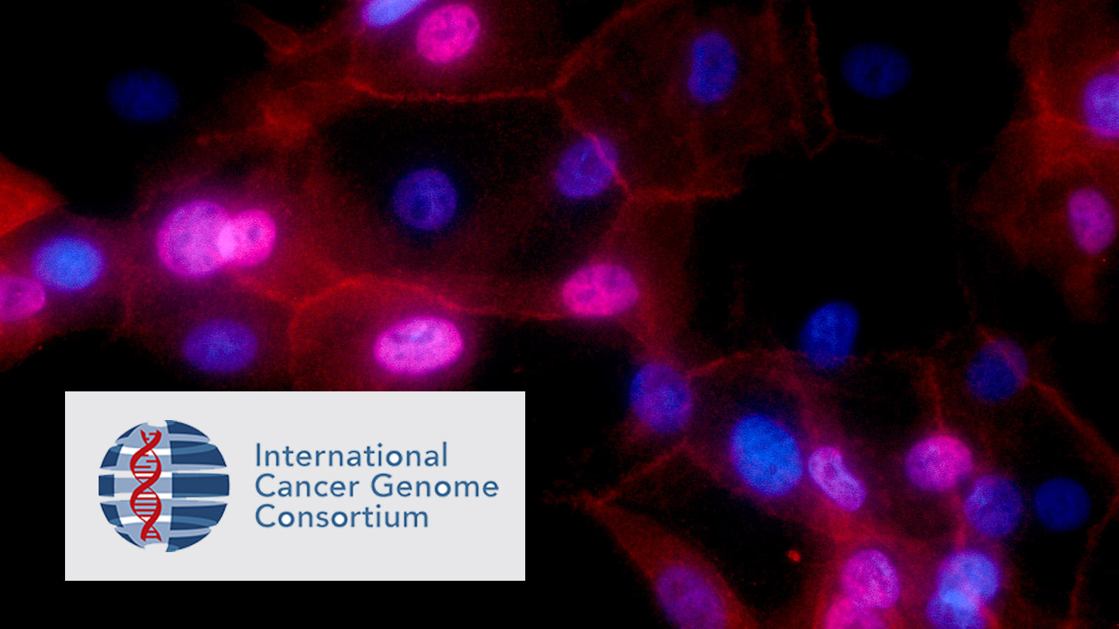 Microscope image of cancer cells with logo of International Cancer Genome Consortium