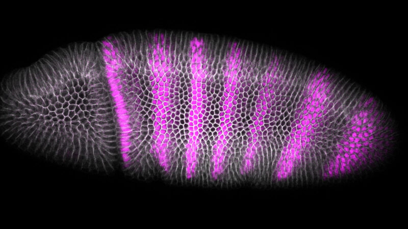 Photograph of fruit fly embryo stained pink