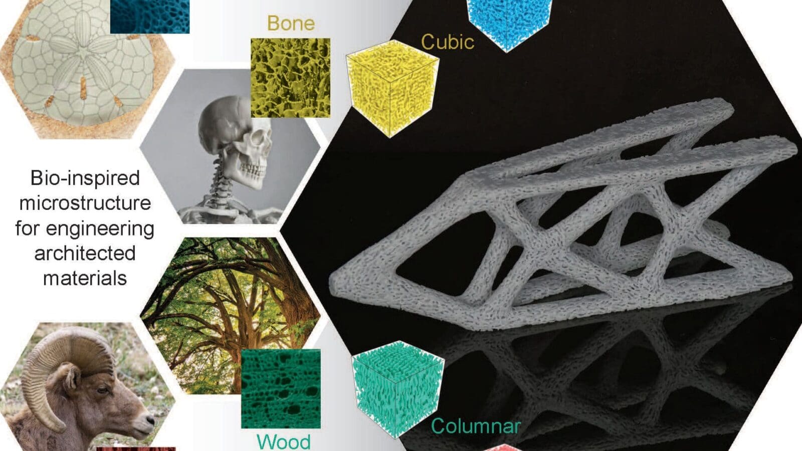 Nature inspired strong, lightweight material for planes, buildings and bone  implants- Princeton Engineering