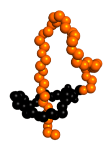 individual molecules forming a lasso-shaped chain of amino acids called a peptide