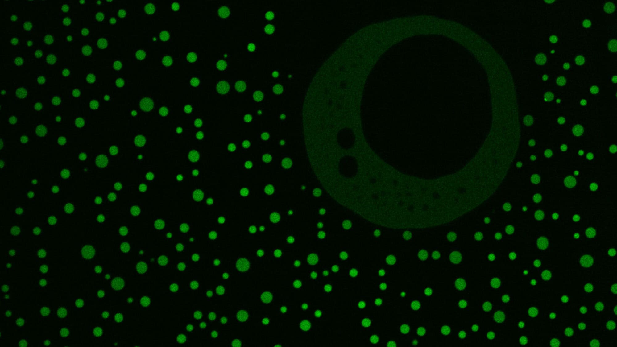 Microscope image showing dozens of green fluorescent droplets of varying sizes on a black background.