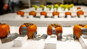 Persimmons and apples duct taped to a Styrofoam board on top of a lab table.