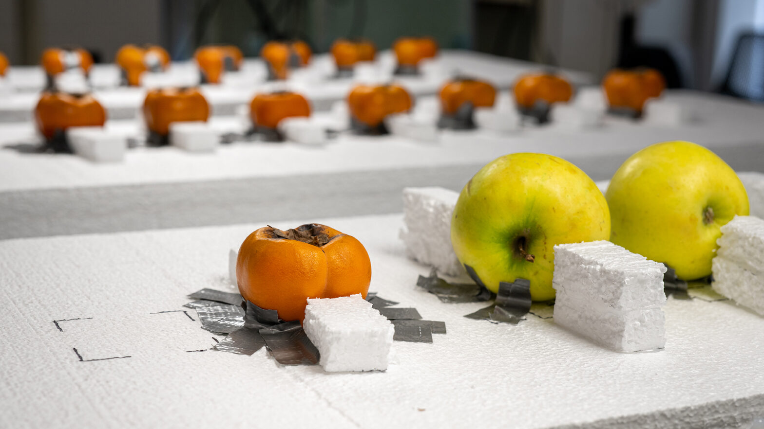 Persimmons and apples duct-taped to a Styrofoam platform in an ordered array.