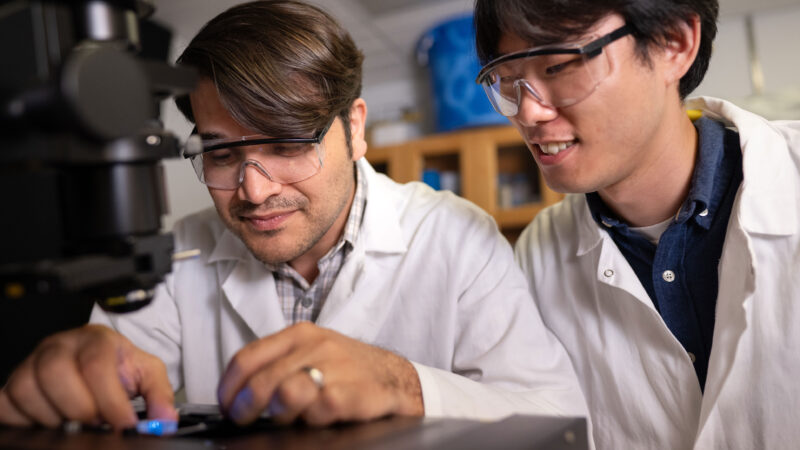 Two researchers looking at petri dish under miscroscope illuminated by blue light.