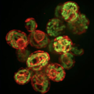 Green and red strands looped into the shapes of multiple cells.