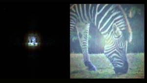 At left, a small image of a zebra. This is the holographic image without the new device. At right, a large image of a zebra, which is make using the new device.