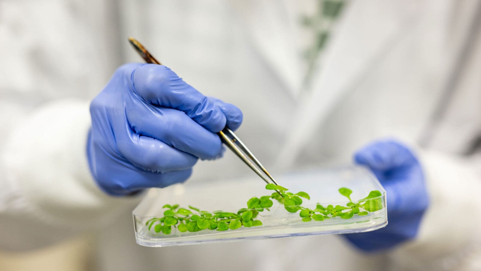 A person (face not visible) wearing a white lab coat and blue disposable gloves holds a square lab plate in their left hand. Their right hand holds a pair of tweezers which they are using to pick up one of several small green plants on the plate.