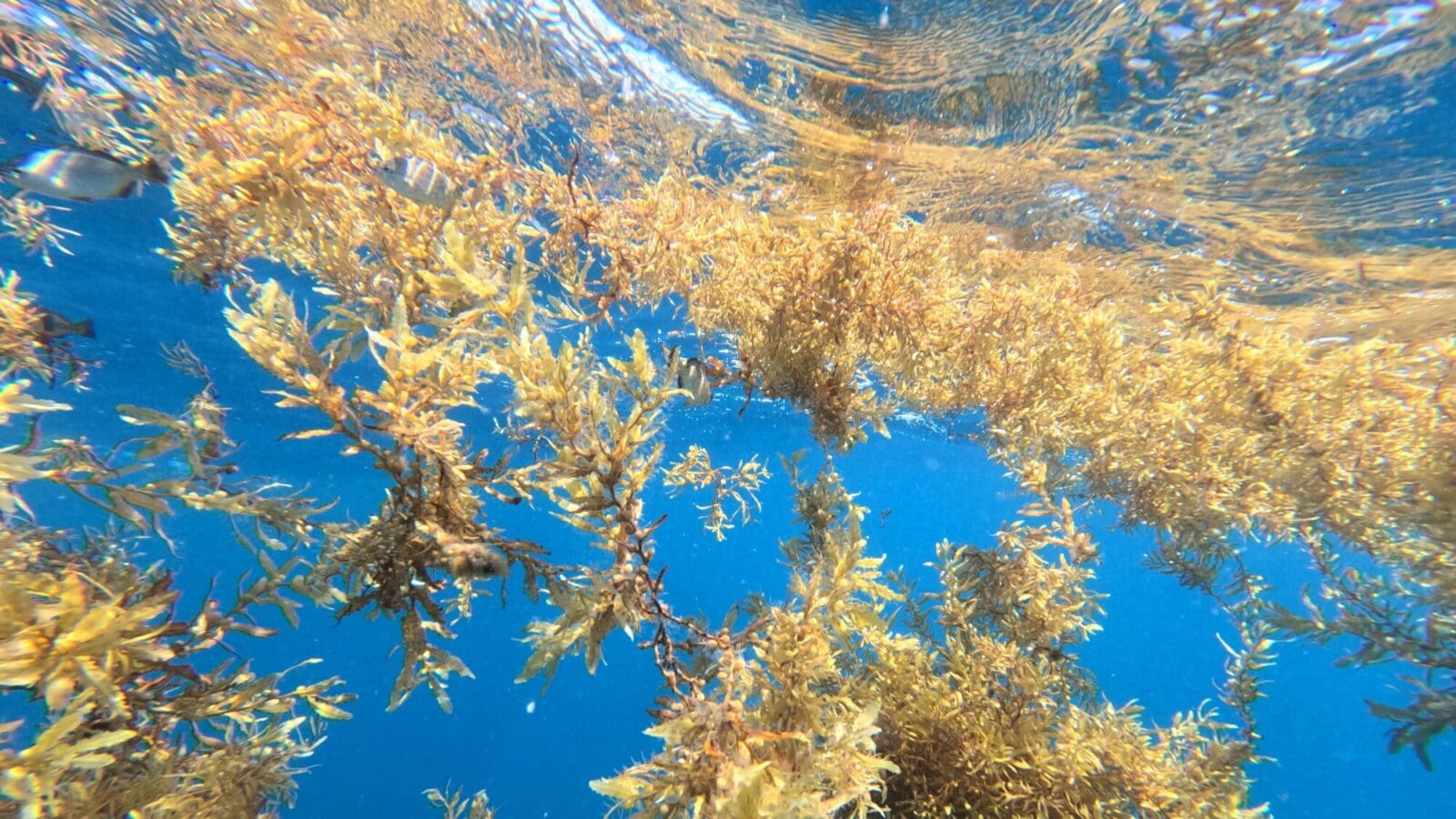 Floating seaweed in the ocean.