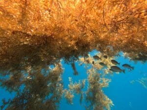 Floating seaweed provides shelter for fish.