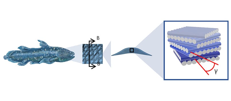 schematic of a fish next to a drawing of the concrete's architecture