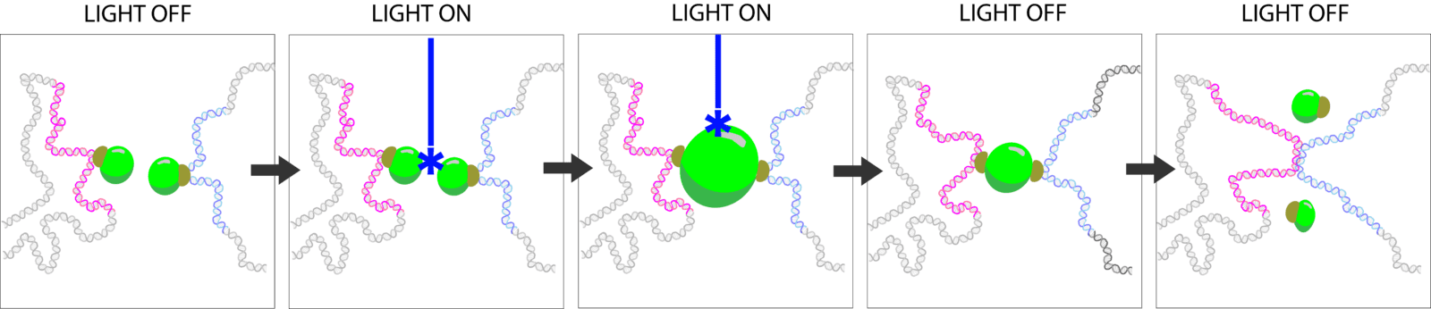 Process of pulling two DNA strands together using condensate