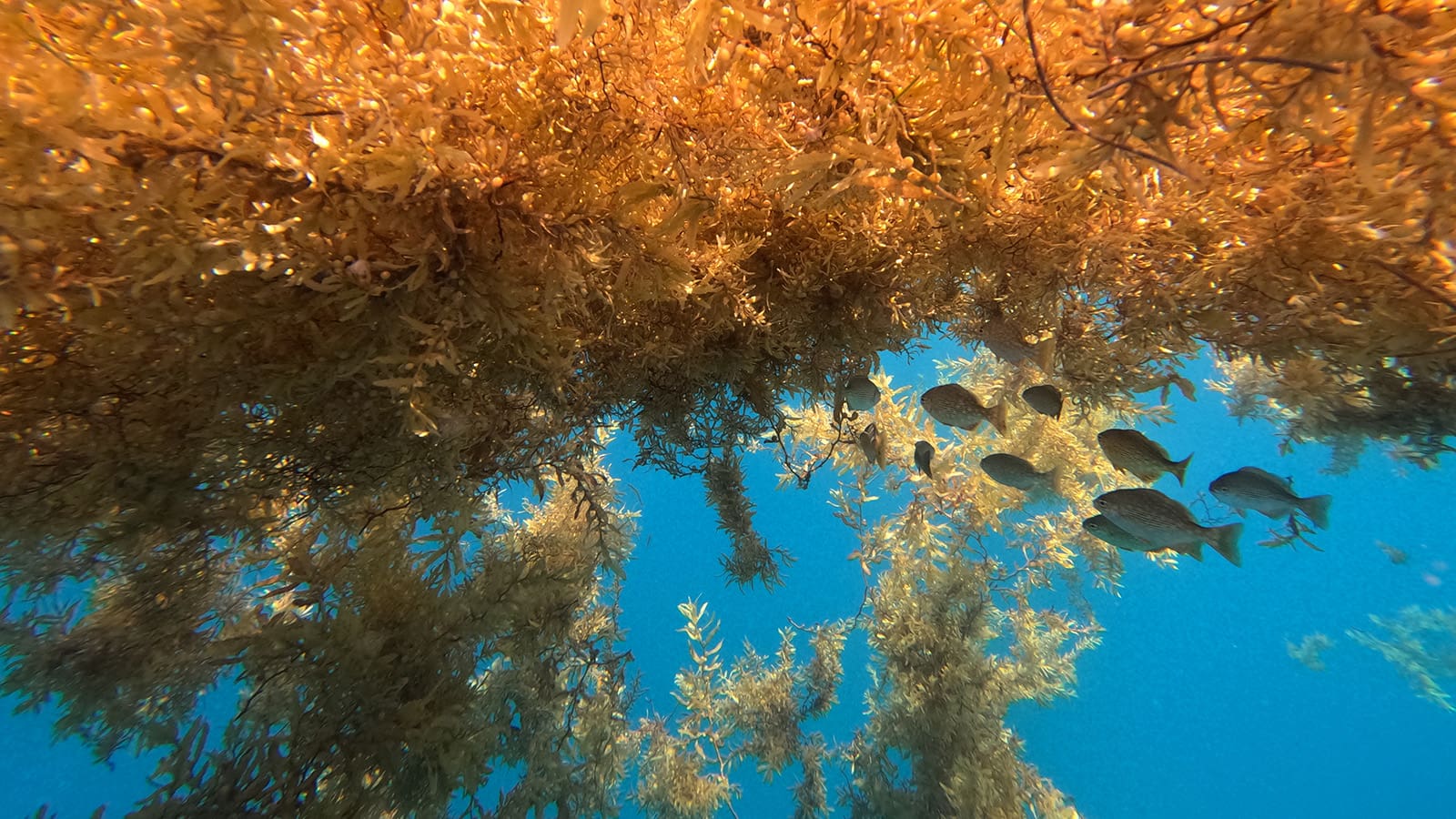 Image of plant floating in water and fish swimming nearby.