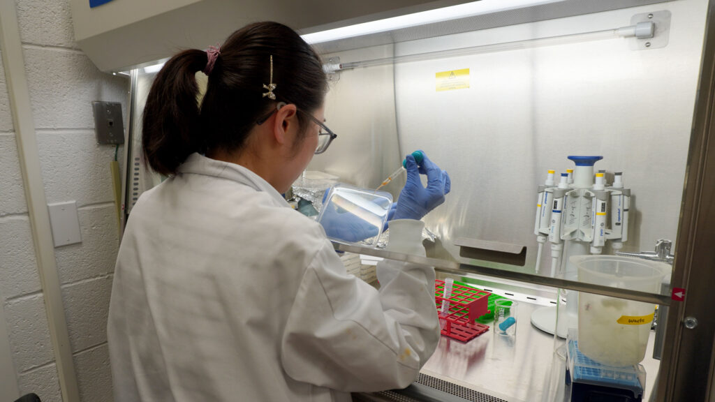 A woman wearing a lab coat uses a pipette while working inside a laminar flow hood.