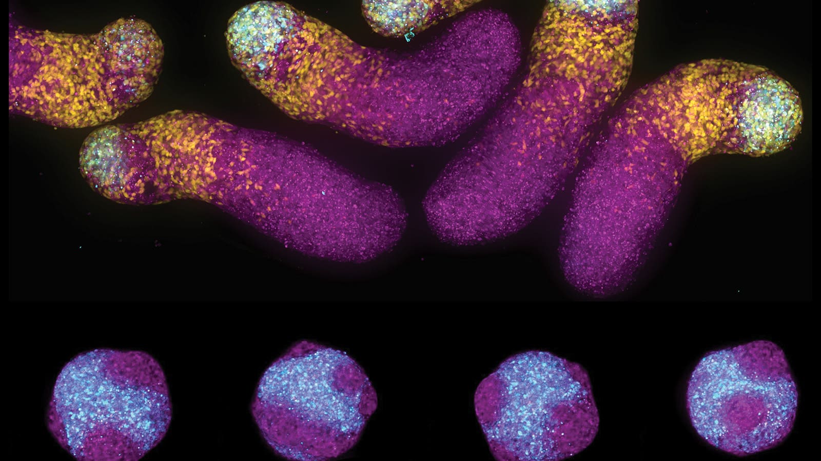 Micrograph of colorful shapes on a black background.