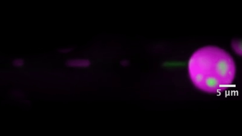On a black background, a magenta circle with green dots is on the right. Its contents are slowly sucked into a narrow tube to the left.