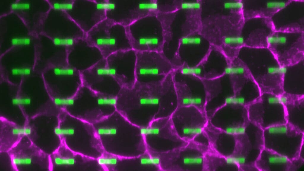 a grid of green arches covered by magenta cells