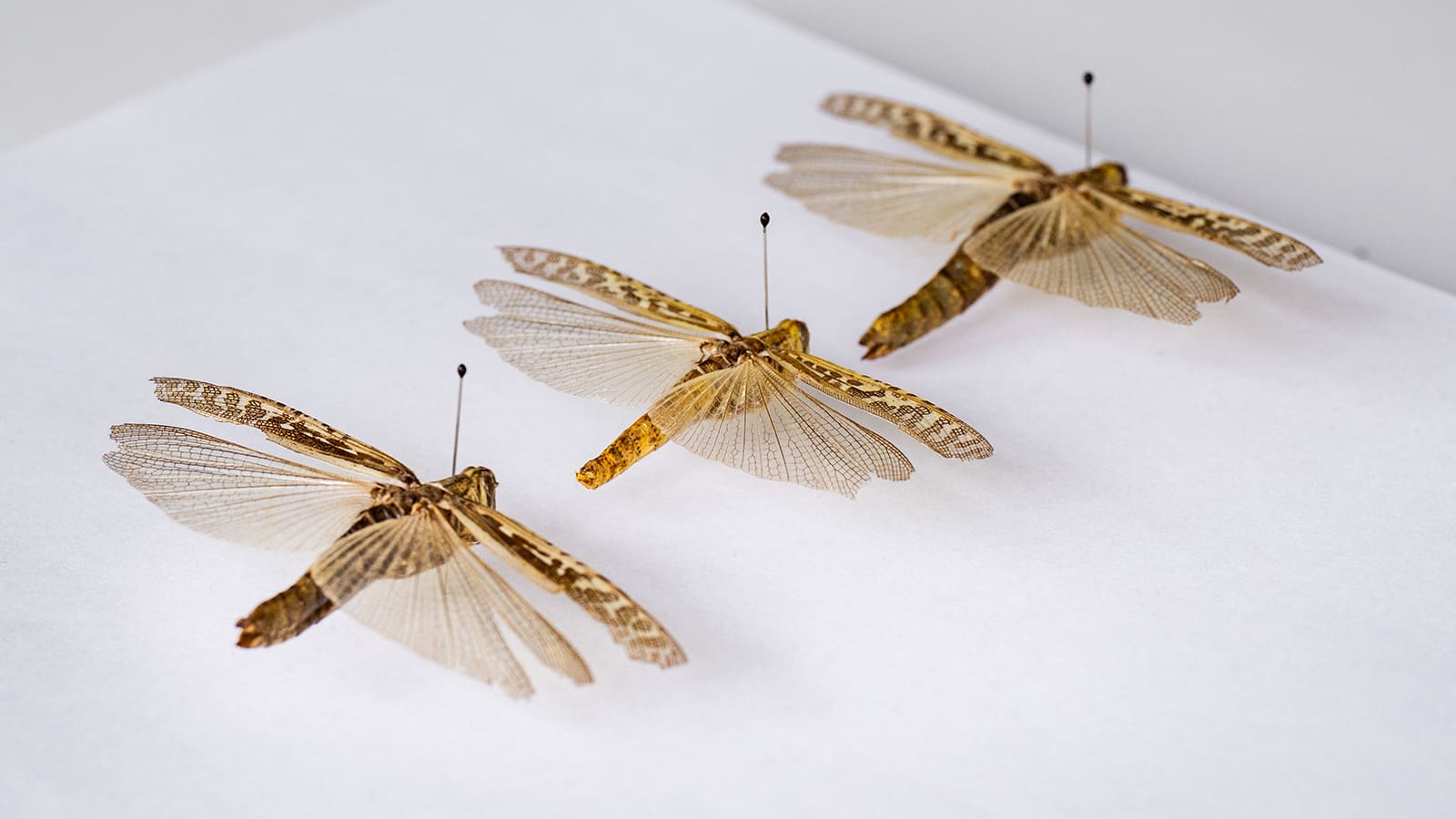 Three grasshoppers with spread wings pinned to a white sheet.