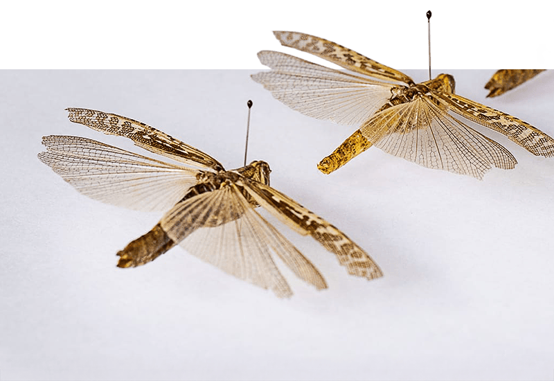 Three grasshoppers with spread wings pinned to a white sheet.