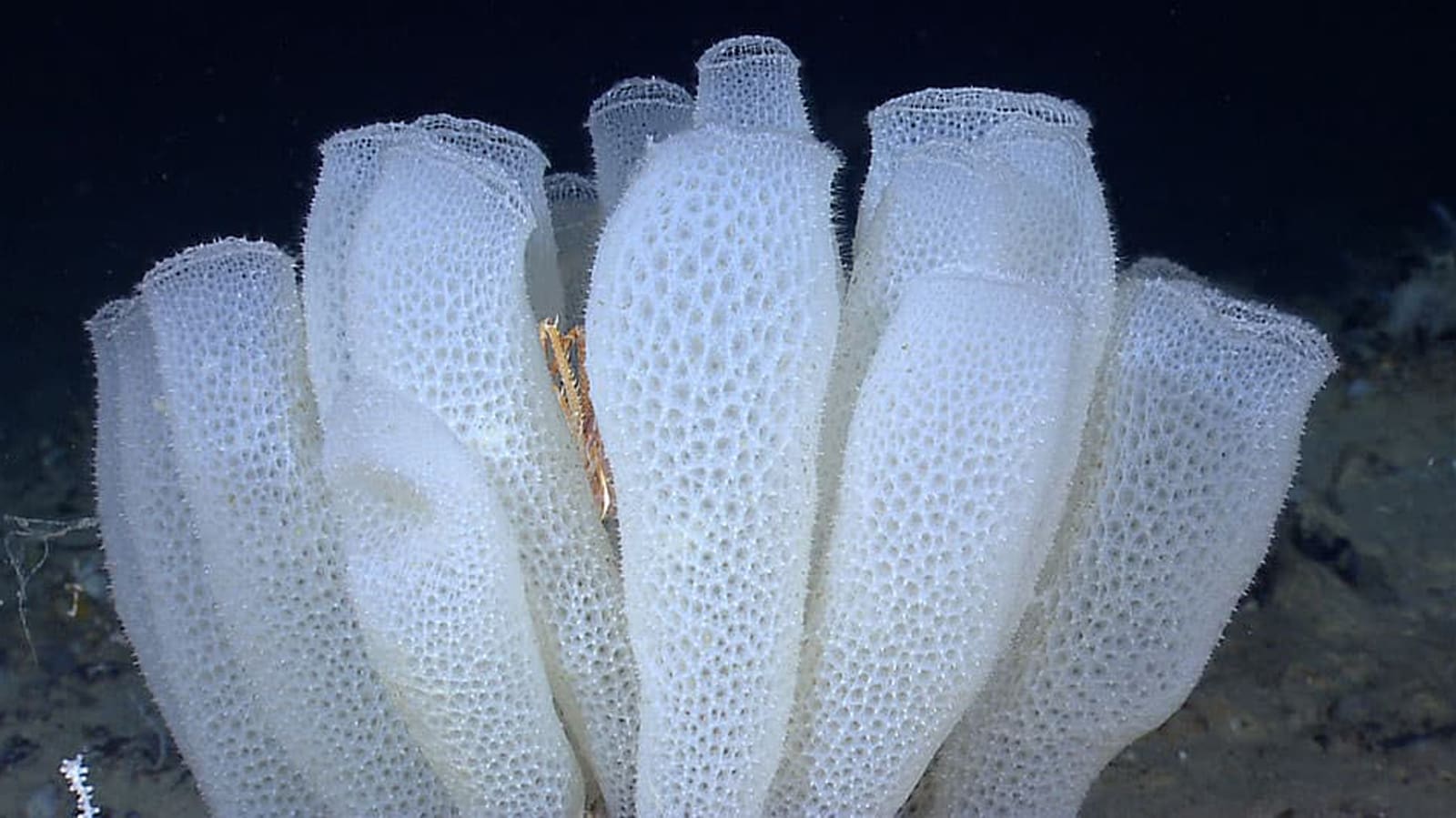 A cluster of 6 vertical cylinders against a dark ocean background