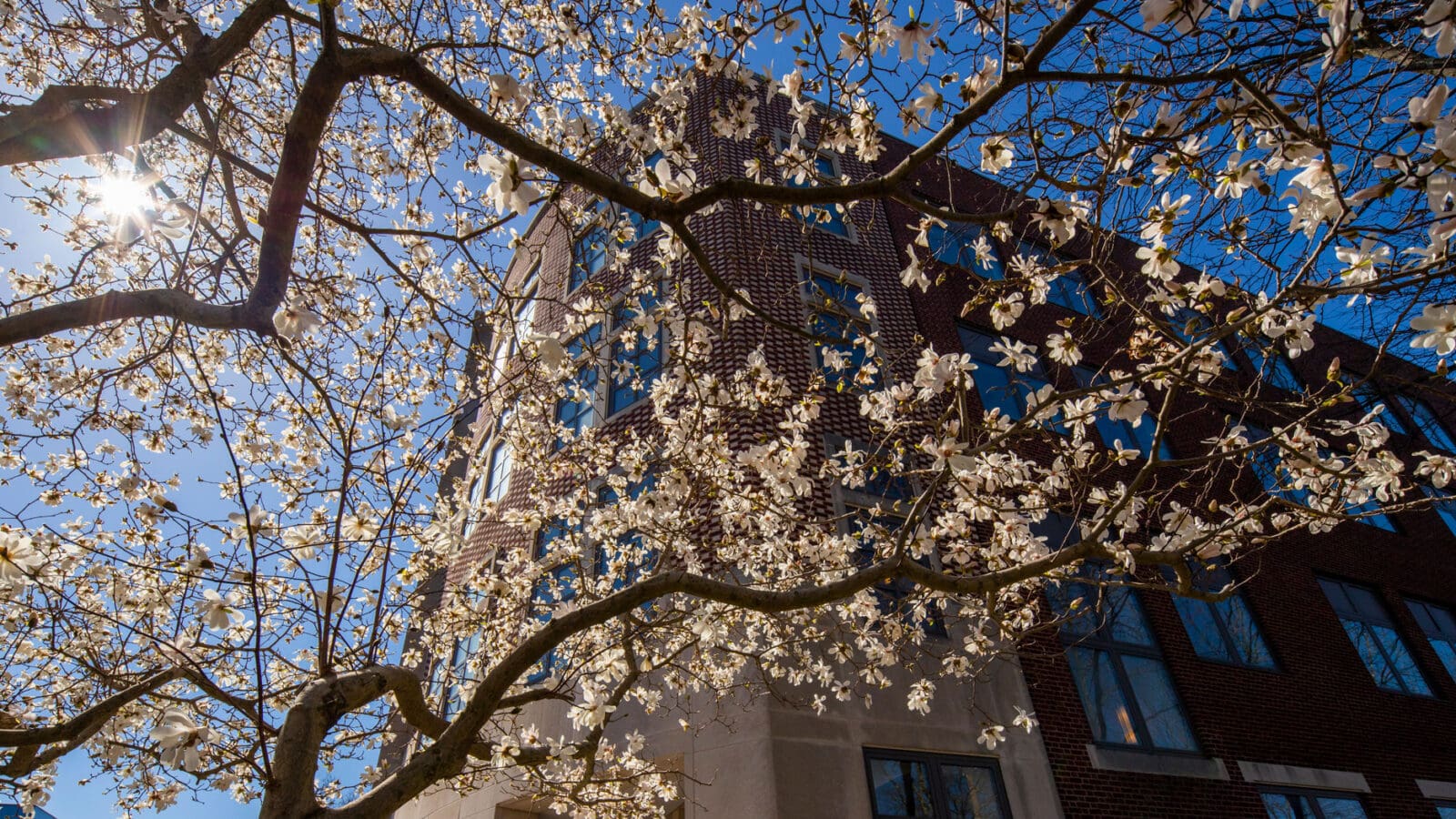 A tree with white flowers in front of a building, with a blue sky above.