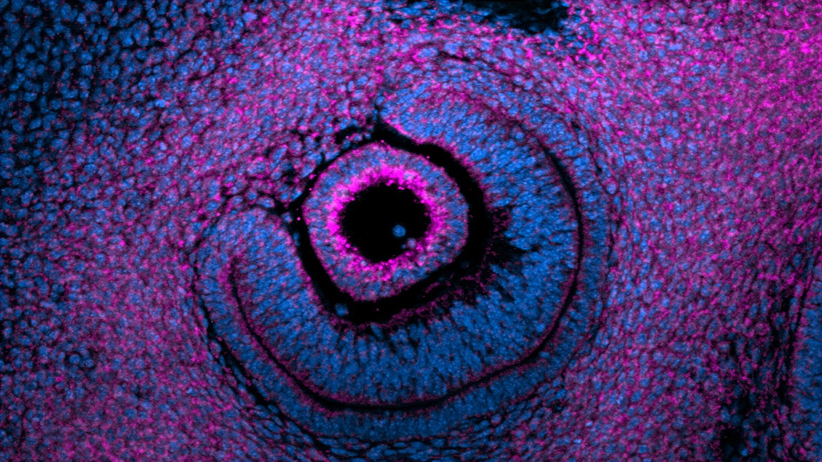 Flourescent image showing the curving structure of a mouse eye developing in an embryo.