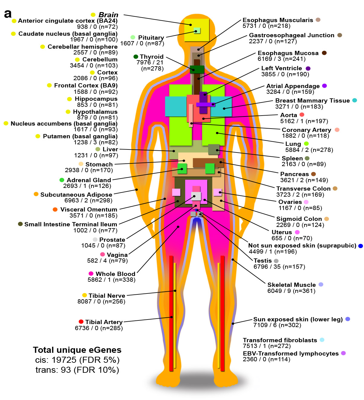 Illustration of human body with information about genes associated with 44 tissue types