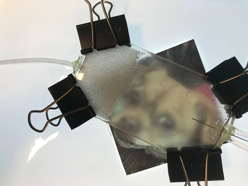 A device to assess how a polymer (clear) moves through simulated rock (fuzzy), with dog photo in the background