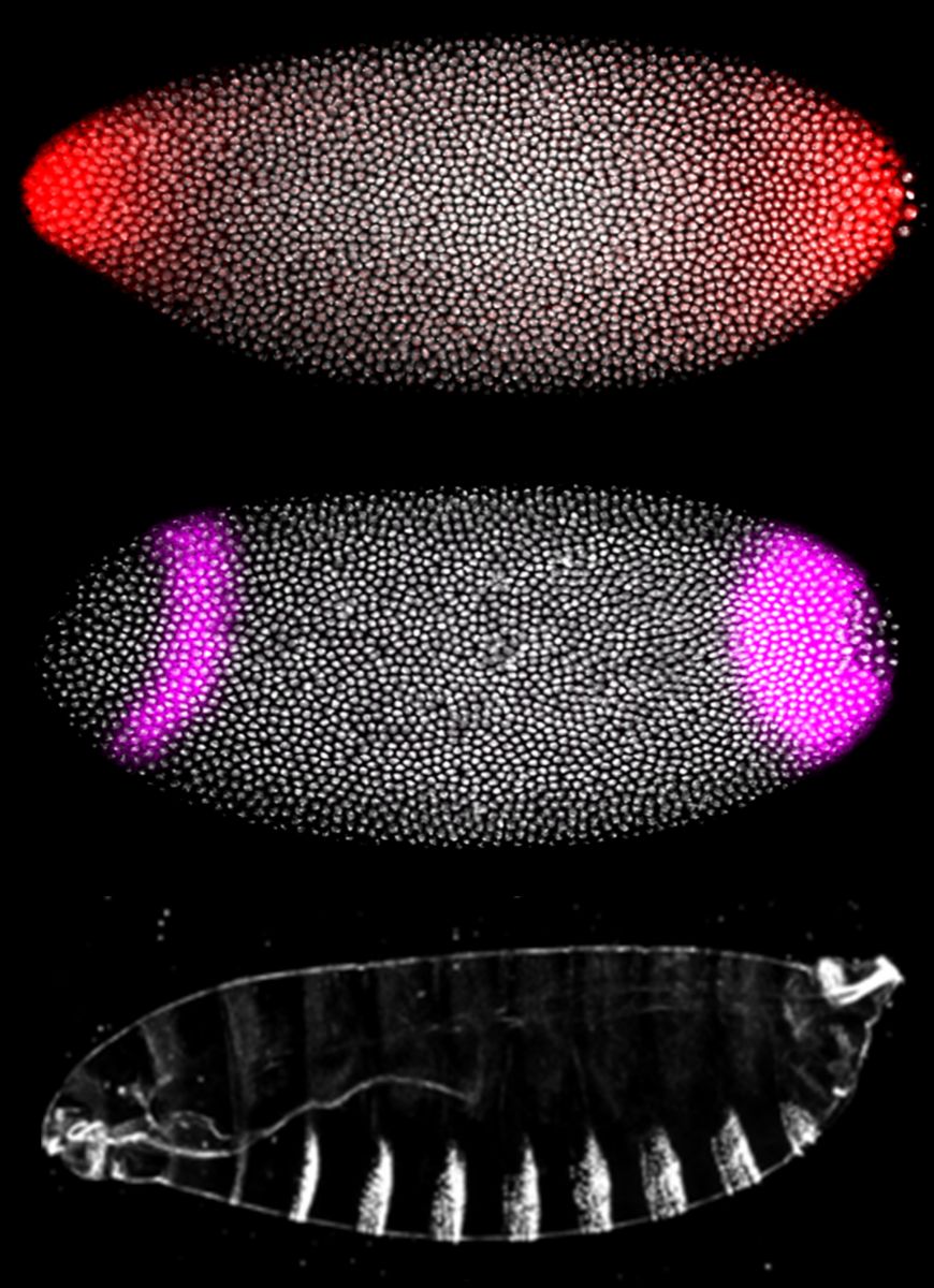 Three colorful horizonal football-shaped genetic microscope images