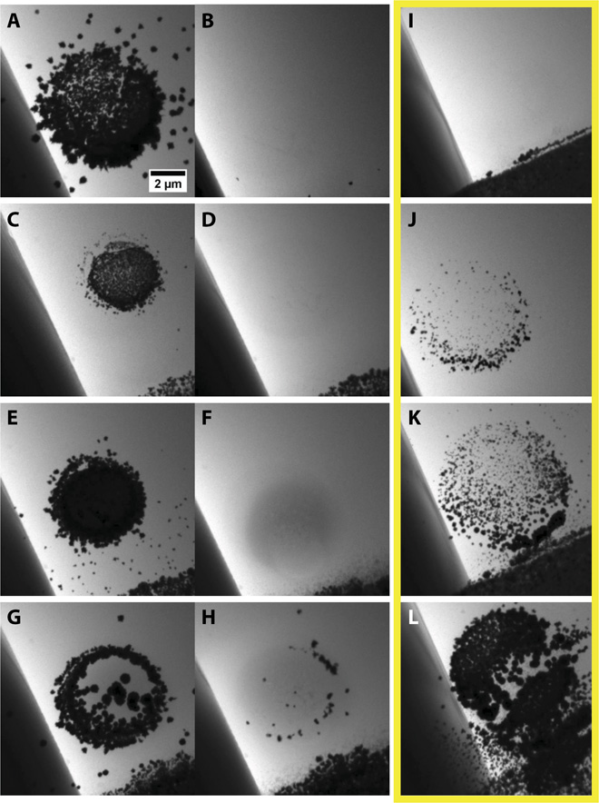 12 electron microscope images showing presence or lack of nanostructures