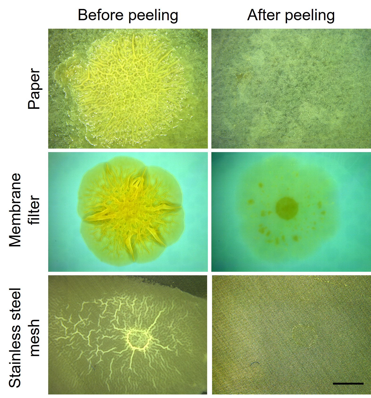 image of biofilms before and after removal