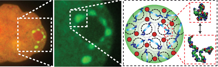 At left: Membraneless organelles are shown in  green around a cell's nucleus in a flatworm embryo. Middle: A zoom-in of the liquid-like organelles. At right: An artist's impression of a tighter zoom, revealing a structure that is permeable only to molecules of certain sizes, shown in red.