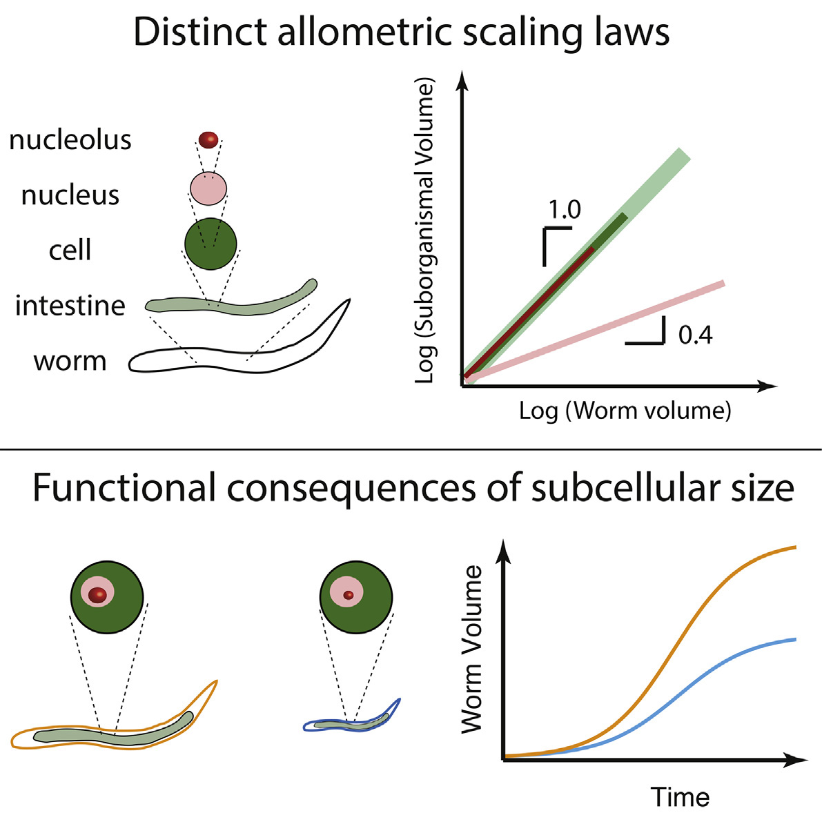 Illustration of functional consequences of subcellular size, and distinct allometric scaling laws