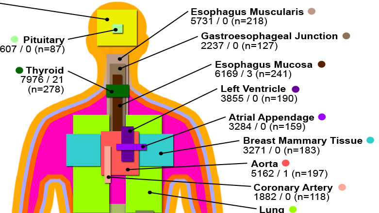 Scientific graphic of human body