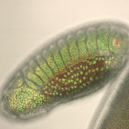 fruit fly embryo