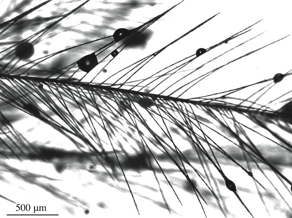 droplets on feather fibers